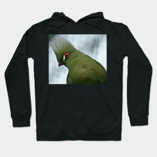 Turaco Hoodie